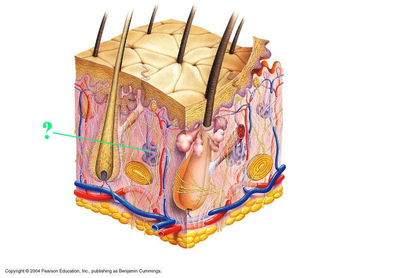 <p>sweat gland</p>