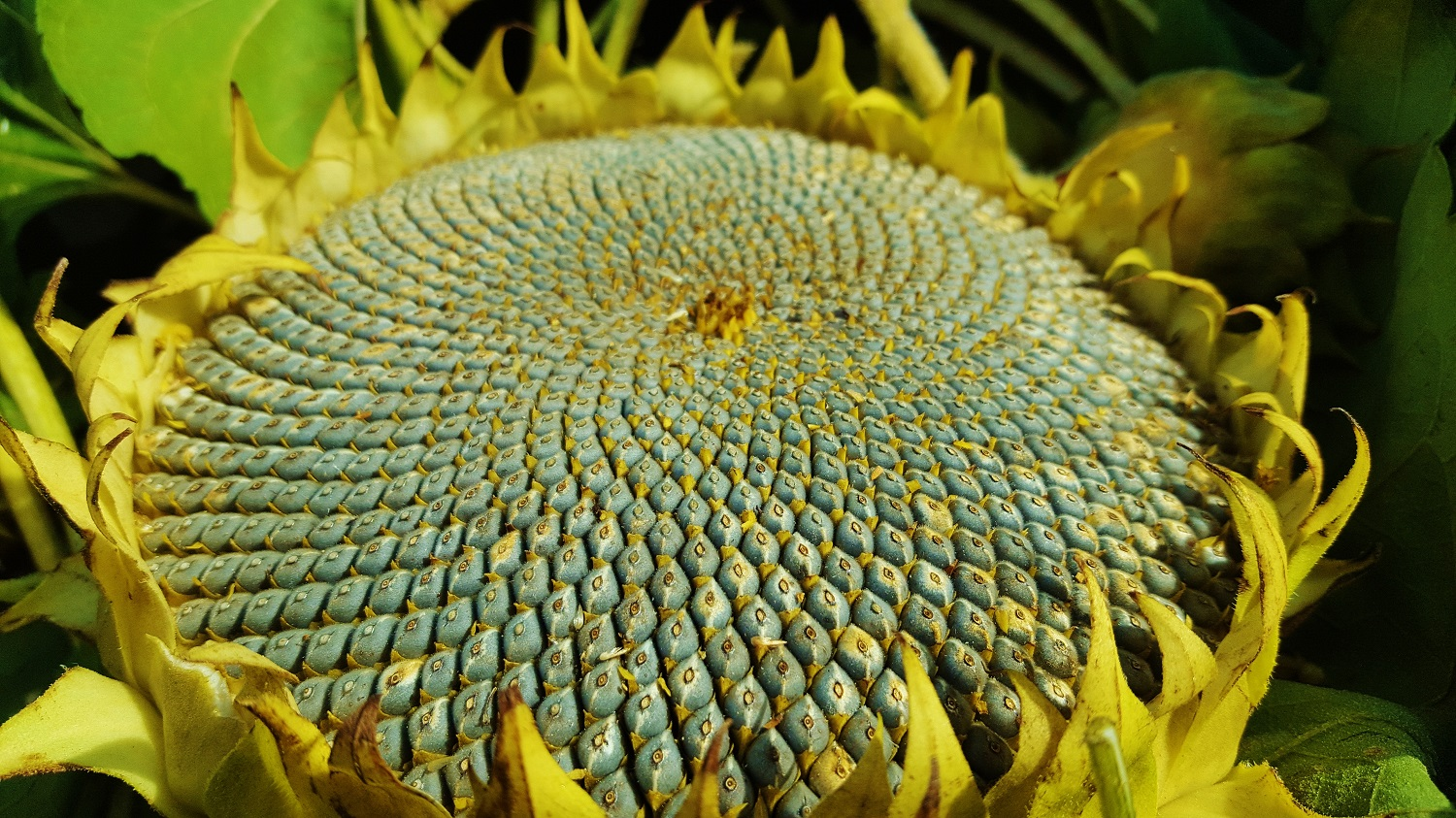 <p>What kind of fruit is sunflower?</p>