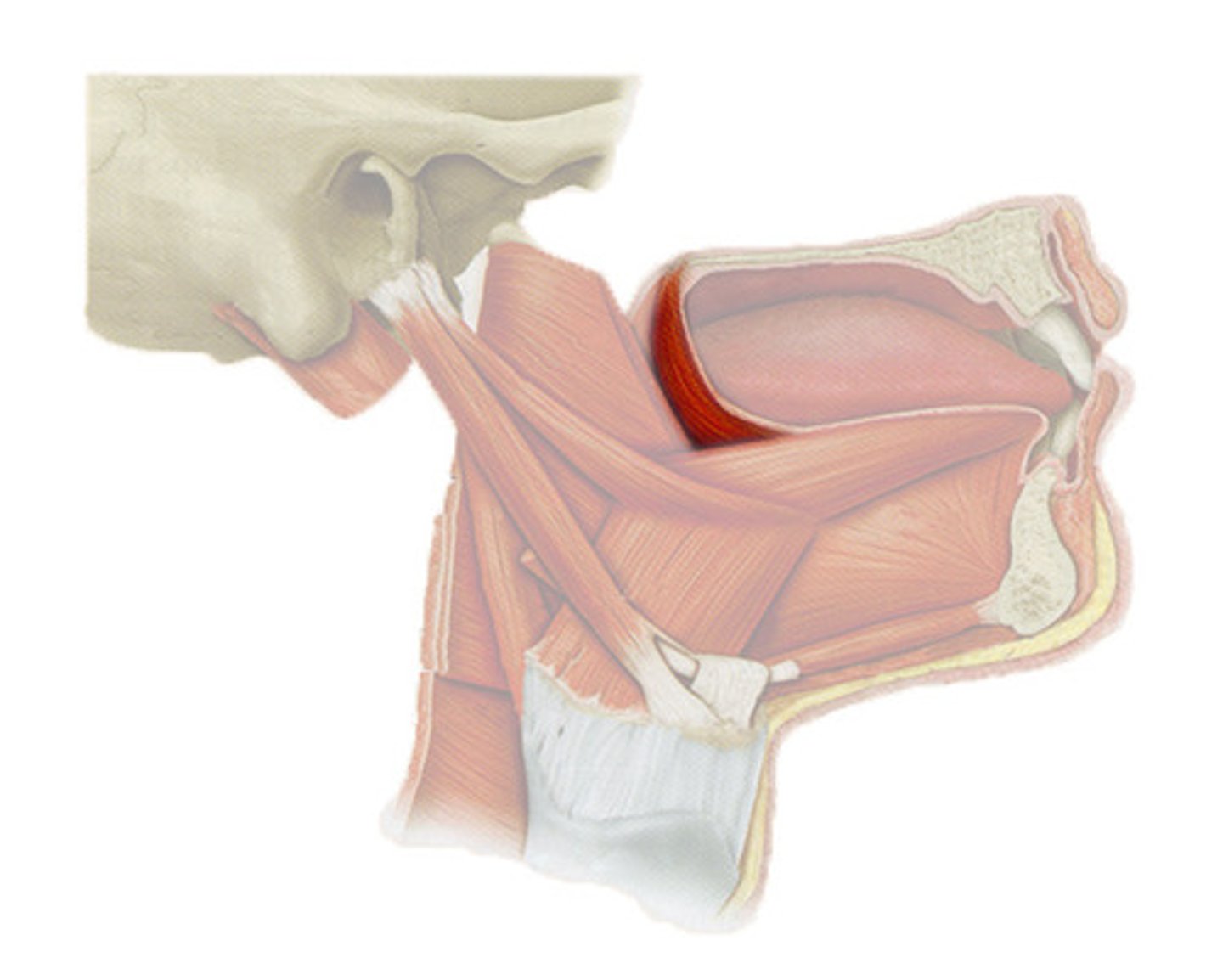 <p>elevates posterior part of tongue, depresses soft palate; *<b>CN X</b>*</p>