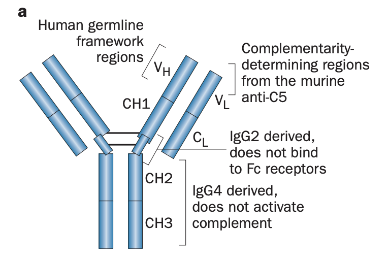 <ul><li><p>humanised mAb</p></li><li><p>derived from the murine antihuman C5 antibody</p></li><li><p>CDR = mouse anti-human C5 IgG</p></li><li><p>FR = human germline</p></li><li><p>hinge region =.human IgG2 (does not bind Fc receptors)</p></li><li><p>CH2–CH3 = human IgG4 (unable to activate complement)</p></li><li><p>modifications minimize immunogenicity and prevent pro-inflammatory responses mediated by the IgG Fc portion</p></li></ul><p></p>