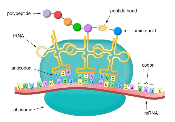 <ul><li><p><span>Initiation:</span></p><ul><li><p><span>mRNA binds to a ribosome</span></p></li><li><p><span>tRNA (transfer RNA) carries the amino acid methionine, or the “initiator” to start codon AUG on the mRNA</span></p></li><li><p><span>Ribosomes bring together the mRNA and tRNA with the help of initiation factors</span></p></li></ul></li><li><p><span>Elongation:</span></p><ul><li><p><span>Ribosome moves along the mRNA&nbsp;</span></p></li><li><p><span>tRNA molecules carry the amino acids bind to the ribosome, matching their anticodons with the codons on the mRNA</span></p></li><li><p><span>Peptide bonds form and create a POLYPEPTIDE CHAIN&nbsp;</span></p></li><li><p><span>The ribosome moves to the next codon, shifting the tRNAs and mRNA</span></p></li></ul></li><li><p><span>Termination&nbsp;</span></p><ul><li><p><span>When a stop codon is reached on the mRNA, a release factor bands to the ribosome</span></p></li><li><p><span>This causes the release of the polypeptide chain from the last tRNA in the ribosome</span></p></li><li><p><span>The ribosome releases mRNA and tRNA</span></p></li></ul></li><li><p><span>A protein is formed!!!</span></p></li></ul><p><span>Overall, translation converts the nucleotide sequence of mRNA into the amino acid sequence of a protein, following the genetic code. Each three-nucleotide codon on the mRNA corresponds to a specific amino acid or a termination signal, ensuring that the correct sequence of amino acids is assembled to form the final protein product.</span></p>