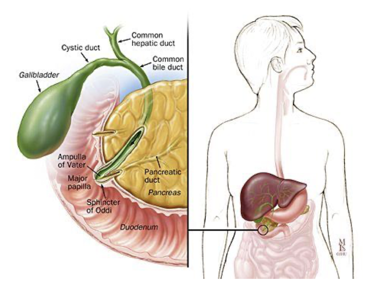 <ul><li><p>How to Palpate the Sphincter of Oddi?</p></li><li><p> Sphincter of Oddi is the size of what?</p></li><li><p> Sphincter of Oddi lines up w what spinal level?</p></li></ul><p></p>