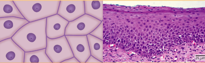<ul><li><p>irregular shaped cells</p></li><li><p>simple: facilitate diffusion</p></li><li><p>stratified: protection</p></li></ul><p></p>