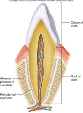 <p>fibrous</p><ul><li><p>cone-shaped bony process in a socket in jawbone</p></li><li><p>tooth in jawbone, anchored by periodontal ligament</p></li><li><p>synarthrotic (immovable)</p><p></p></li></ul><p></p>