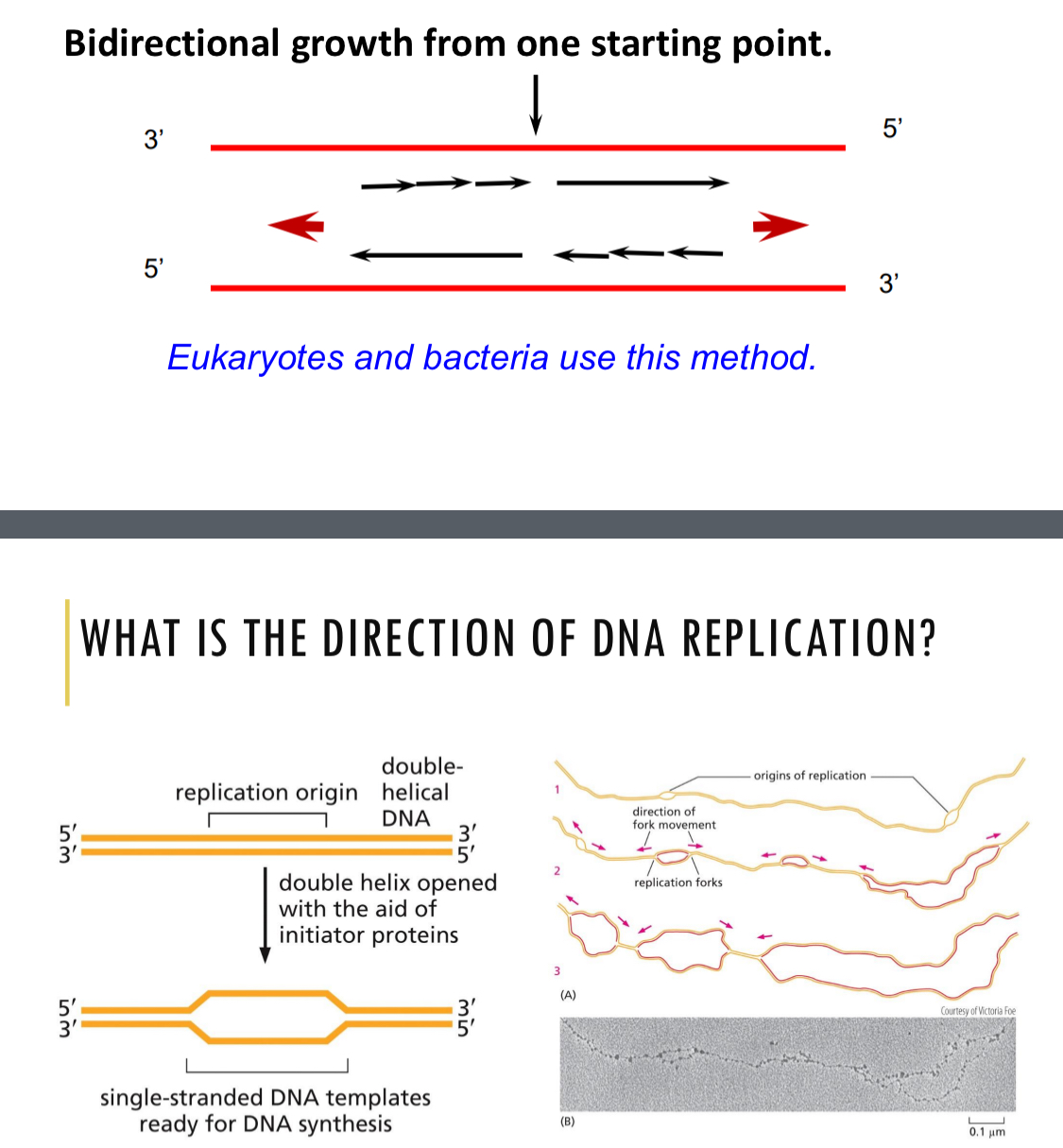 <p>Bidirectional growth from one starting point</p><ul><li><p>DNA is synthesized 5’ — 3’</p></li><li><p>DNA is split using initiator proteins</p></li><li><p>2 replication forks</p></li><li><p>DNA polymerase uses template to add <span><span>deoxynucleoside triphosphates (dNTPs)</span></span> to the 3’ OH end</p><ul><li><p>phosphodiester bond</p></li><li><p>base pairing</p></li><li><p>energy comes from dNTP — pyrophosphate out</p></li></ul></li></ul><p></p><ul><li><p>Leading strand</p></li><li><p>Lagging strand — okazaki fragments</p></li></ul><p></p>