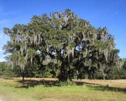 <p>Live Oak</p>