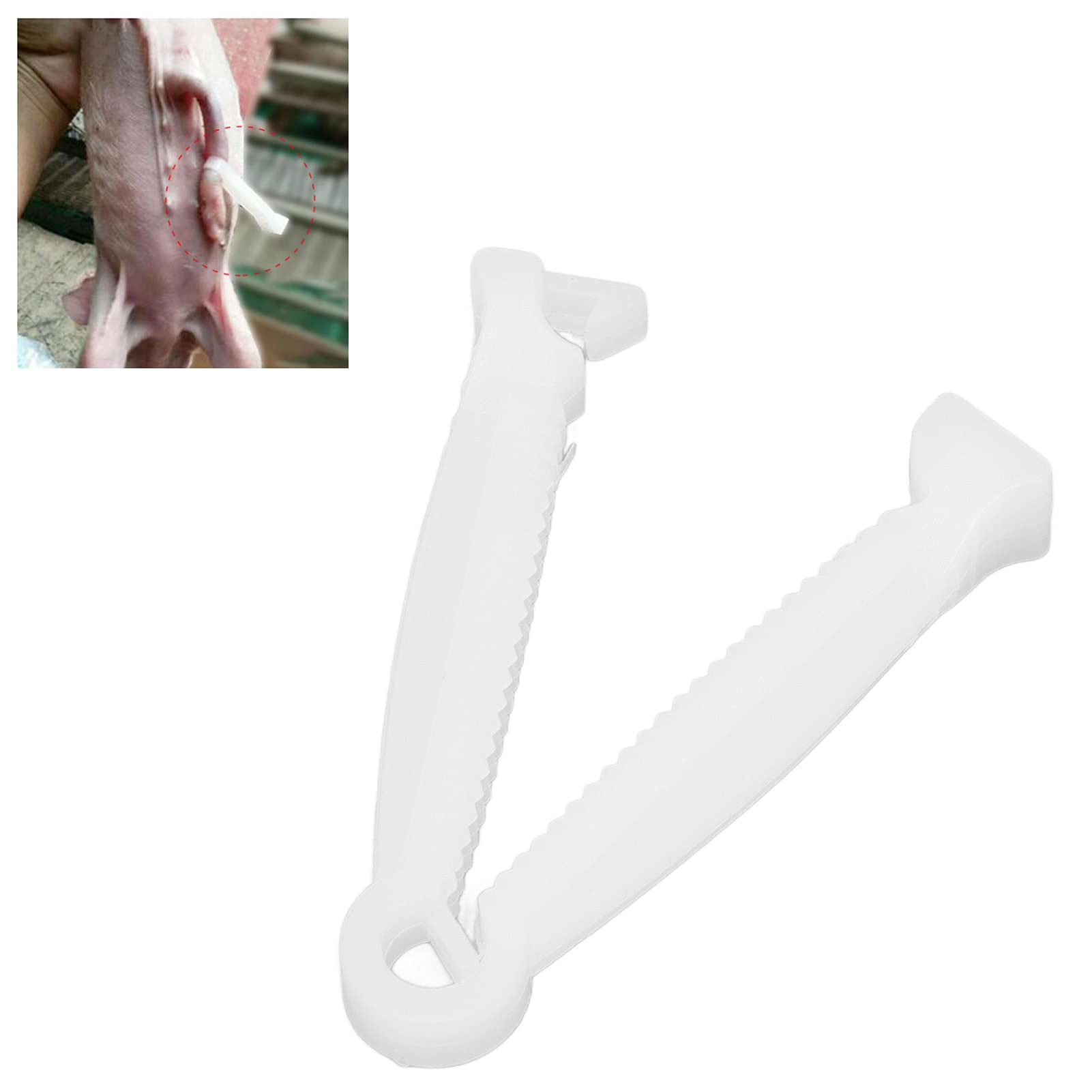 <p>flexible band used to compress, part, or close off opening</p>