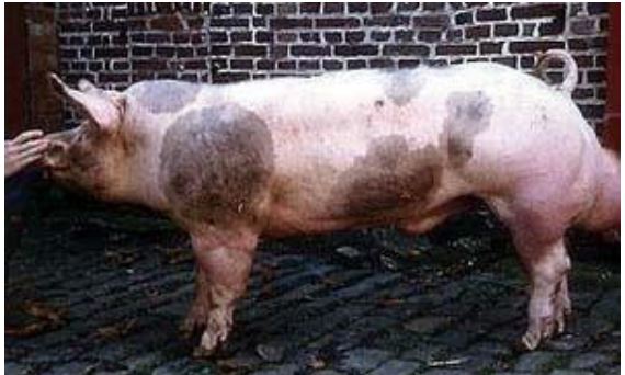 What swine breed?

pink w black spots