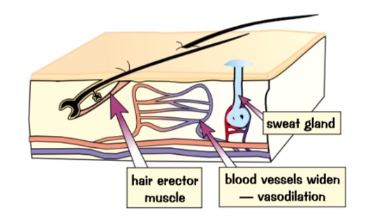 <ul><li><p>lots of sweat is produced- when it evaporates and transfers energy from skin to environment cooling you down.</p></li><li><p>blood vessels close to the surface of the skin- widen- vasodilation. allows more blood to flow near the surface so it can transfer more energy into surrounding.</p></li><li><p>hairs lie flat</p></li></ul>