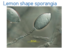 <p>Phytophthora&nbsp;</p>