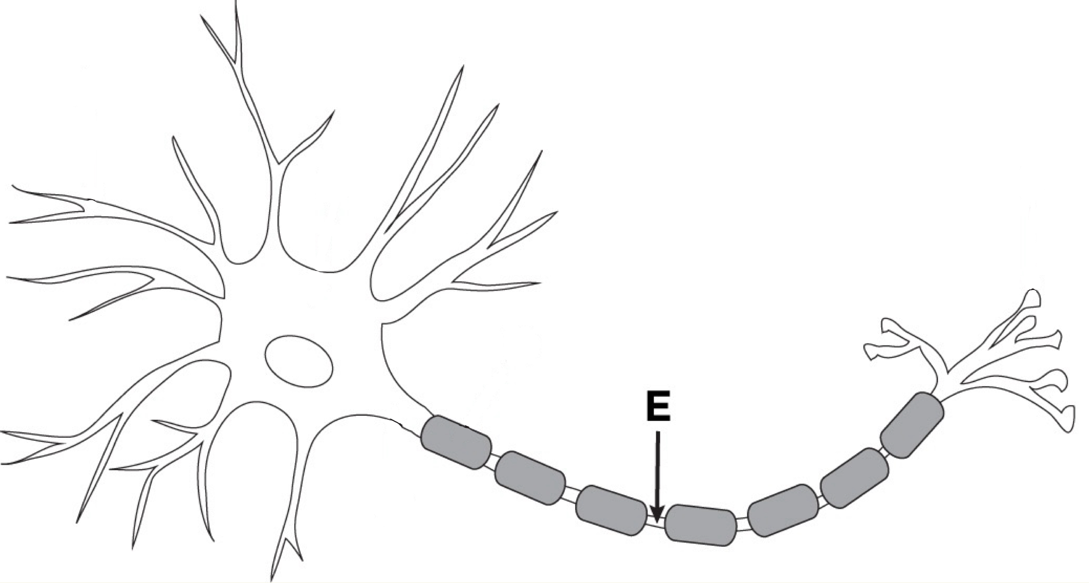<p>Small gaps between segments of the myelin sheath on a neuron’s axon that help speed up the transmission of nerve impulses by allowing the electrical impulses to leap and go faster (preventing info loss)</p>