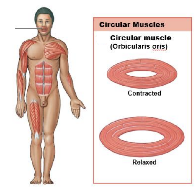 <p><strong>How do circular muscles function?</strong></p>