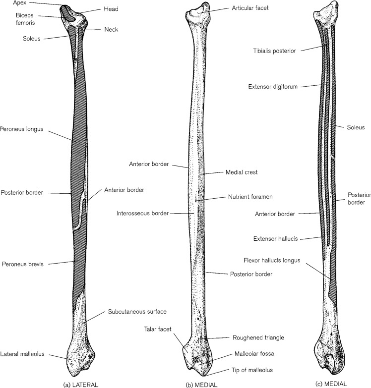 <ul><li><p>also known as your CALF BONE</p></li><li><p>skinnier than tibia, connects to tibia</p></li></ul><p></p>