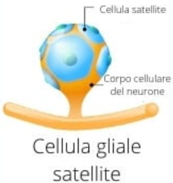<p>Cellule satellite</p>