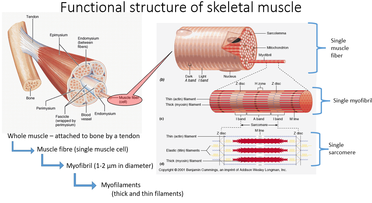 <p>Muscle is attached to bone via tendon</p><ul><li><p>muscles apply force to bones via tendons</p></li></ul><p></p><p>Fascicle: a collection of muscle fibers</p><p></p><p>Single muscle fiber = a single cell</p><p></p><p>Muscle fiber:</p><ul><li><p>made up of many myofibrils</p></li><li><p>myofibrils have a regular repeated a appearance which gives rise to the striations/ stripy appearance of muscle fiber</p></li><li><p>myofibrils have 3 types of protein filament (myofilaments)</p><ul><li><p>actin (thin) filaments (shown in blue)</p></li><li><p>myosin (thick) filament (shown in red)</p></li><li><p>titin (elastic) filaments (shown in yellow)</p></li></ul></li></ul><p></p>
