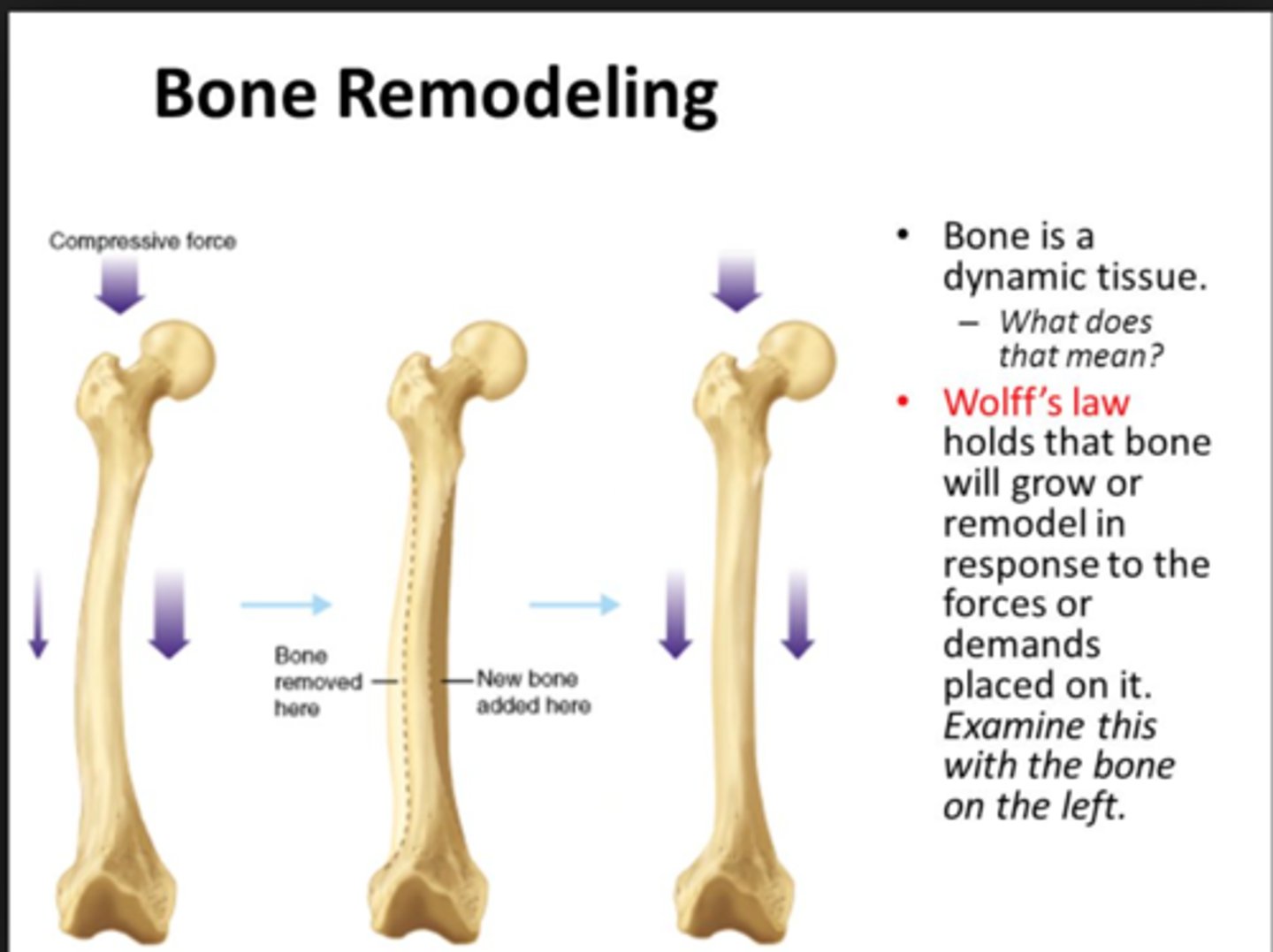 <p>Bones grow or remodel in response to forces or demands placed upon them</p>