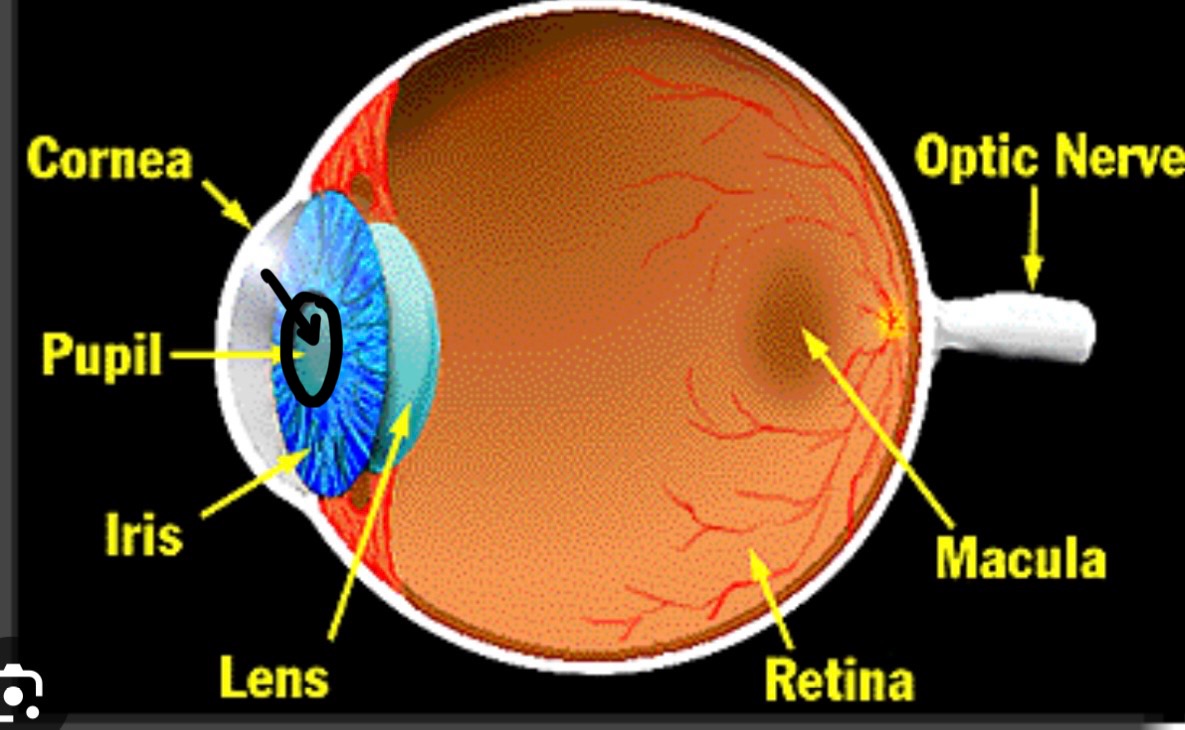 <p>What structure is this?</p>