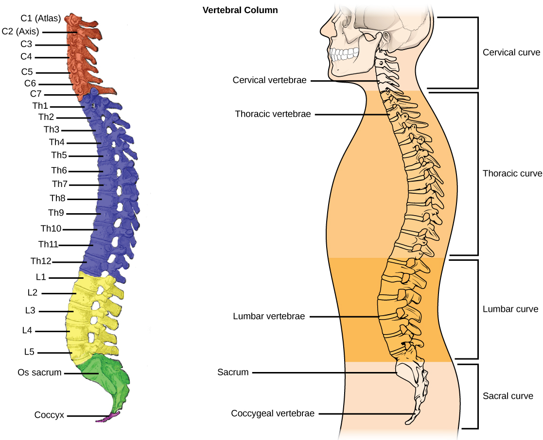 <p>Breakdown of 24 vertebrate (from superior to inferior)</p>
