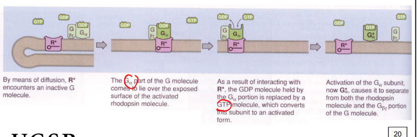 <p>G-proteins</p>