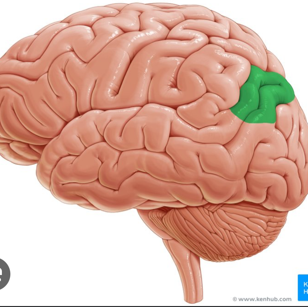 <p>part of the brain that allows for symbol recognition and reading. lets you turn letters on paper into language and auditory sounds. inside of parietal lobe. </p>