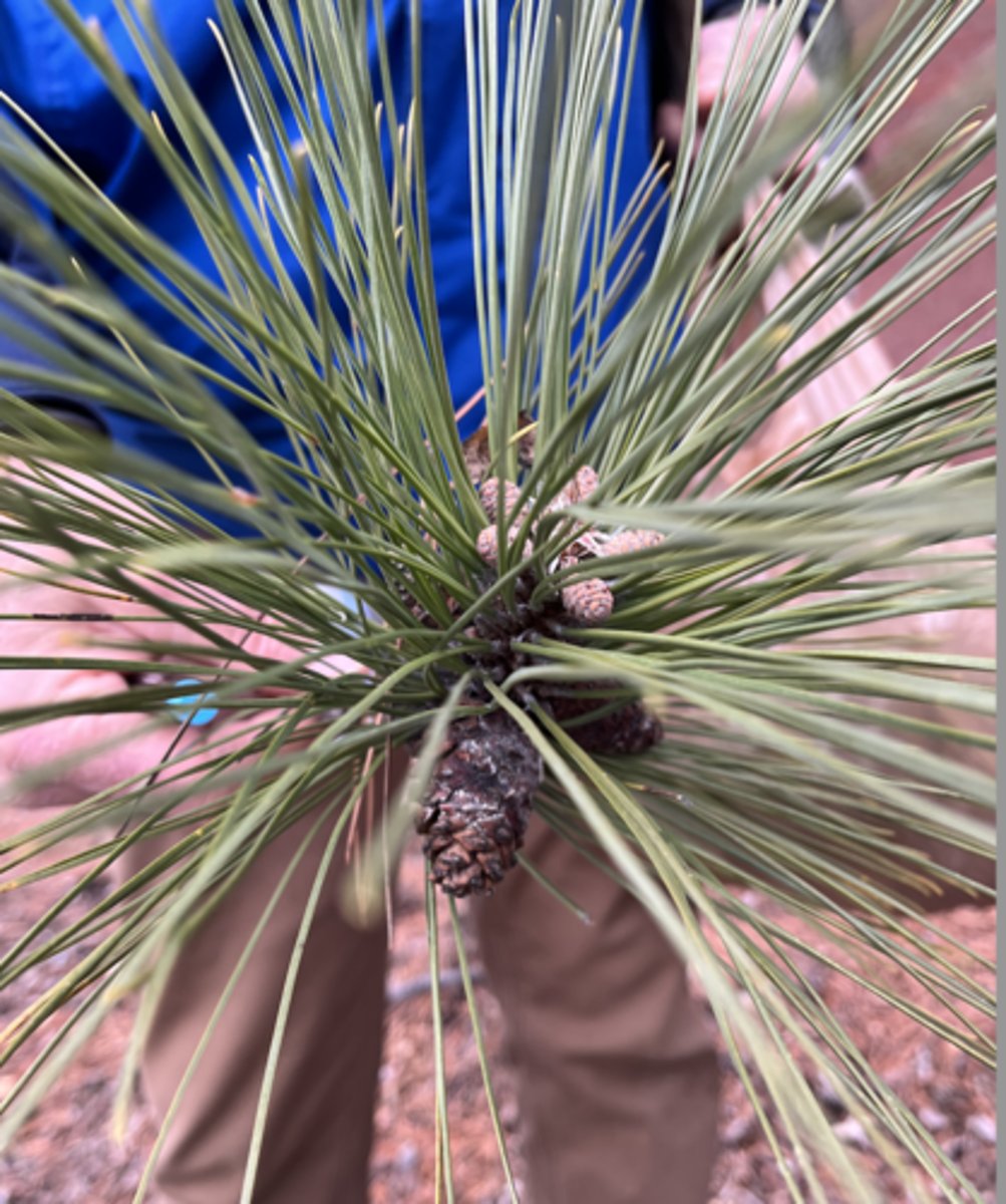 <p>looooong needles BEND, most common, fascicles of 2, pest-prone</p>