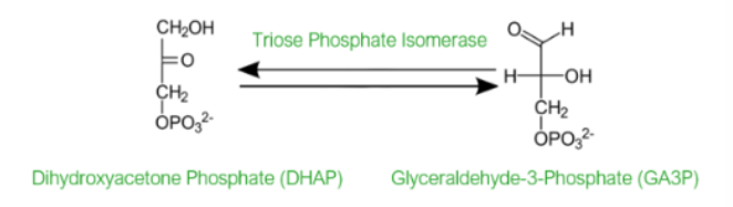 <p>the enzyme triose phosphate isomerase interconverting DHAP to GAP</p>