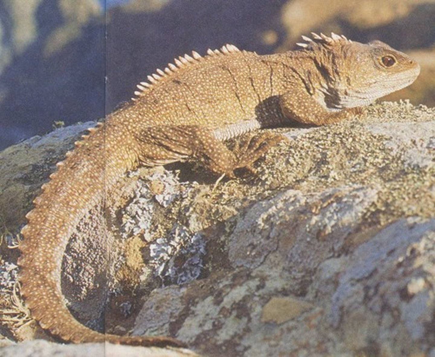 <p>Nicknamed the Ancient Reptiles (though not the oldest); known for being active at low temperatures; named for the spiny crest that runs down their back</p><p>Ex: Tuatara</p>