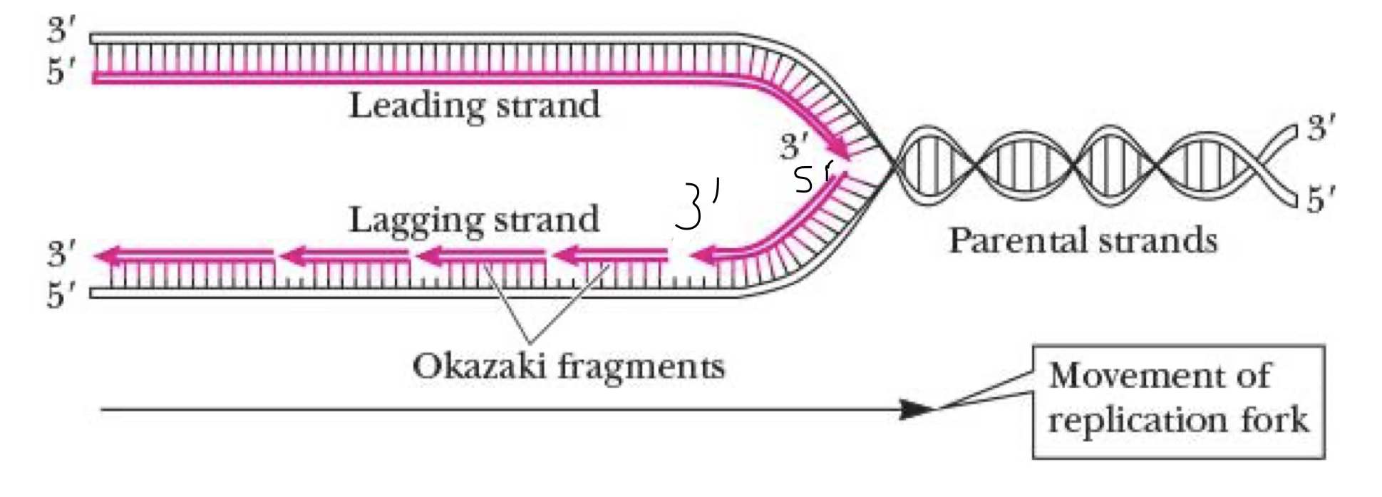 <p>synthesized continuously from 5’ to 3’ at replication fork on 3’ to 5’ exposed template strand </p>