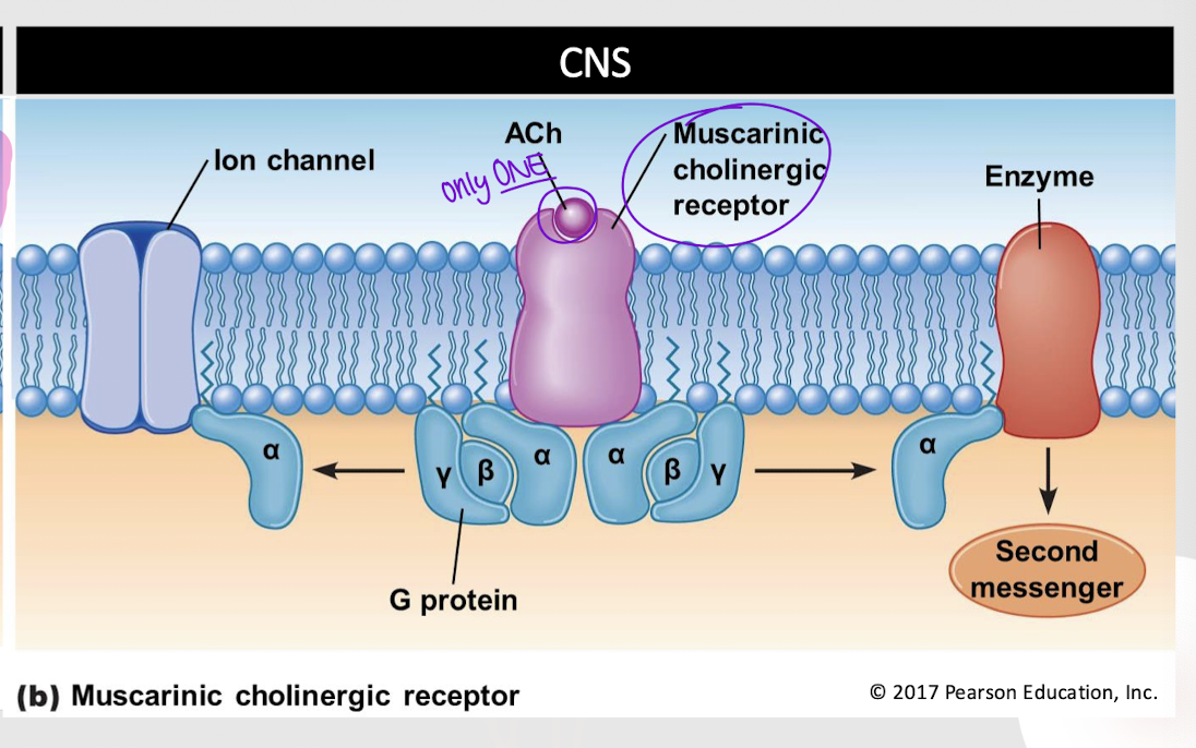 <p>muscarinic cholinergic receptor</p>