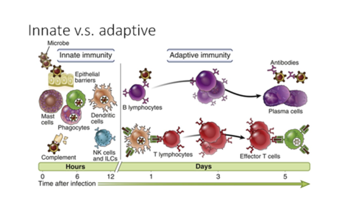<p>a kind of passive or active immunity in which antibodies to a particular antigen are present in the body</p>