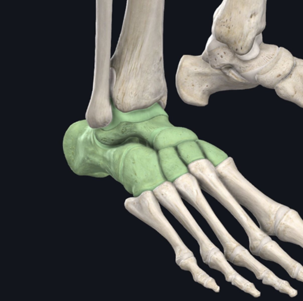 <p>identify the group of bones indicated in green</p>