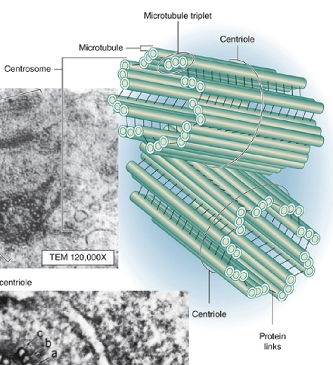 <p>What are centrosomes organized around?</p>
