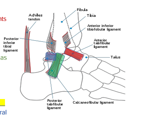 <p><mark data-color="red" style="background-color: red; color: inherit;">ATFL </mark></p><ul><li><p>Communicates with/is within capsule (Increase swelling)</p></li><li><p>Considered the weakest of the lateral ligaments plantarflexion  </p></li><li><p>Increased strain in plantarflexion and inversion</p></li></ul><p><mark data-color="green" style="background-color: green; color: inherit;">CFL</mark></p><ul><li><p>Extracapsular capsular ligament </p></li><li><p>Provides stability to the lateral talocrural joint as neutral/dorsiflexion  it moves into neutral/dorsiflexion</p></li><li><p>Up to 3.5 x stronger than the ATFL </p></li></ul><p><mark data-color="blue" style="background-color: blue; color: inherit;">PTFL </mark></p><ul><li><p>Primarily supports talocrural joint in • May provide secondary support to the talocrural joint throughout range </p></li></ul><p></p>