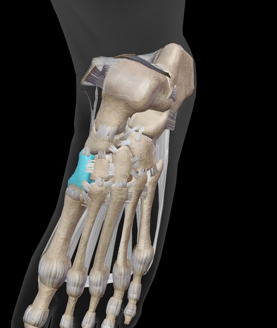 <p>one of the three cuneiform bones that articulates with the navicular and the first metatarsal. </p>