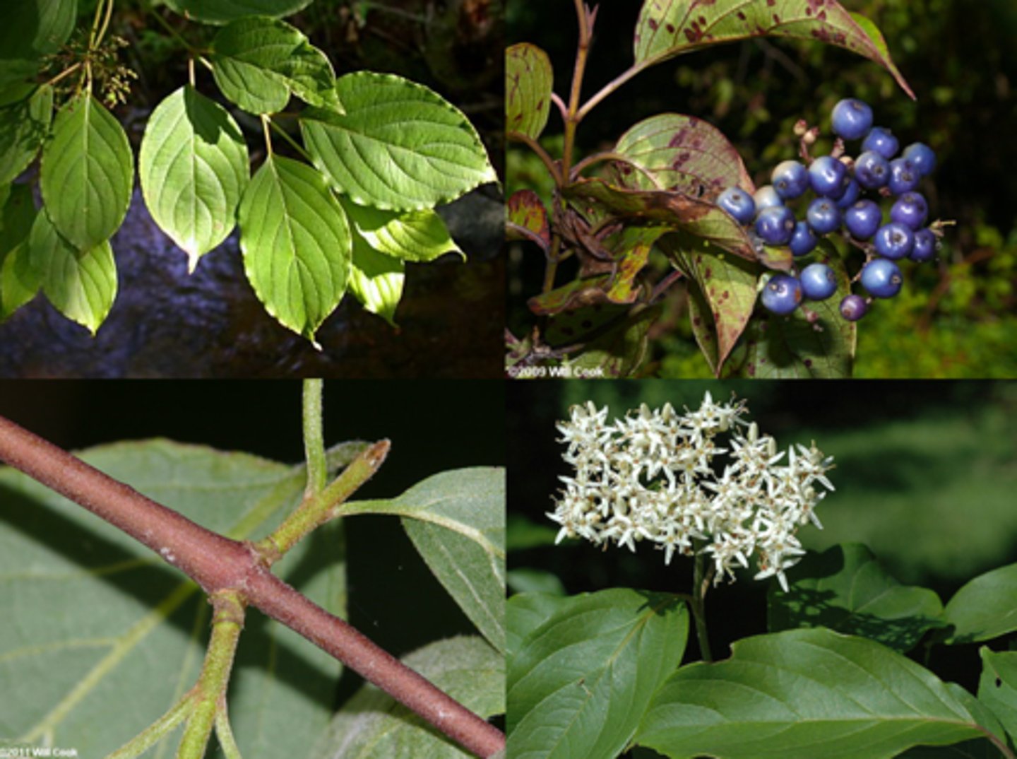 <p>Cornaceae Cornus amomum</p>