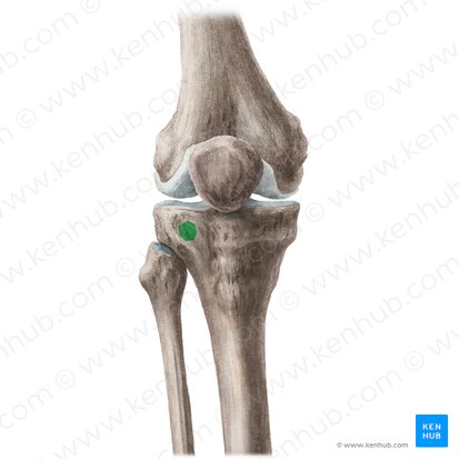 <p>Insertion: gluteus maximus via iliotibial (IT) band (anterolateral tibial tubercle); about 75% of fibers</p>