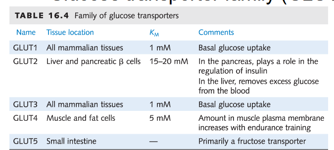 <p>Glucose transporter family (GLUT)</p>