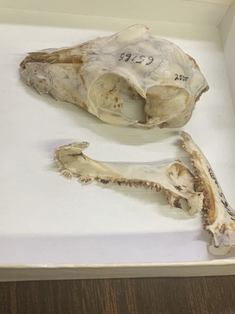 <p>Family, Order, Infraclass, Subclass</p><p>-Pectinate (comb-like) lower incisors </p><p>-sideways facing eyes </p>