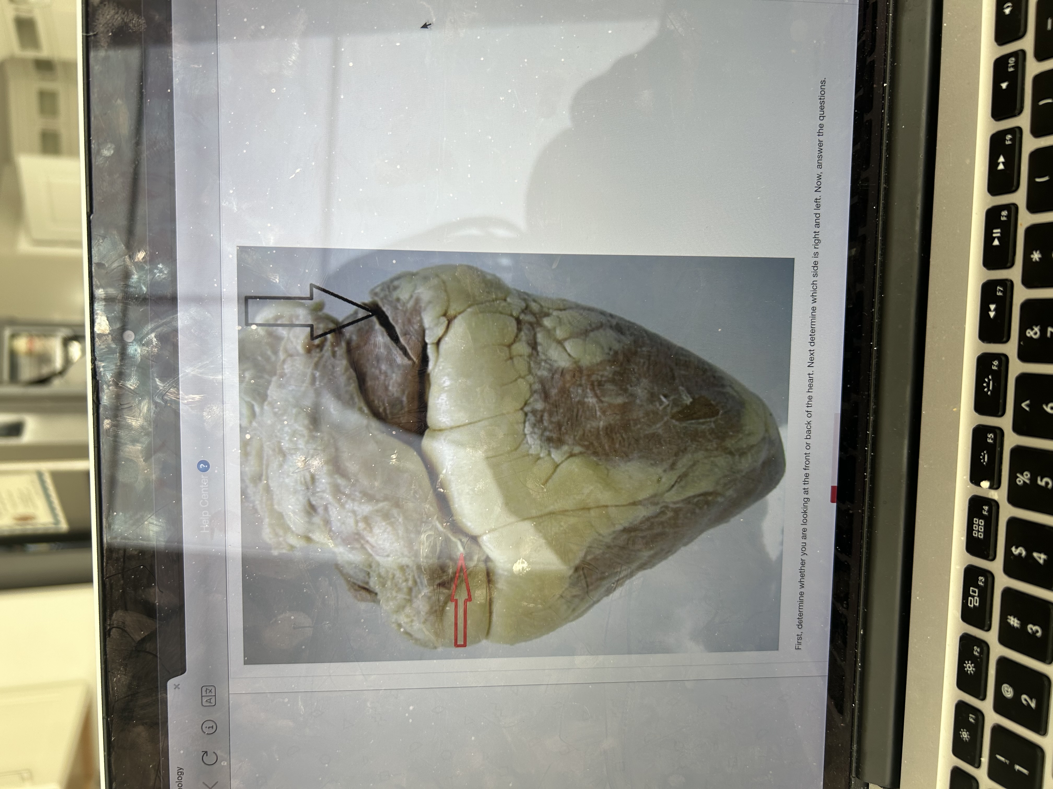 <p>First determine whether you are looking at the front or back of the heart. Next determine which side is right and which side is left. Now, answer the questions. </p><p>What is the BLACK arrow pointing to?</p><p>What is the RED arrow pointing to?</p>