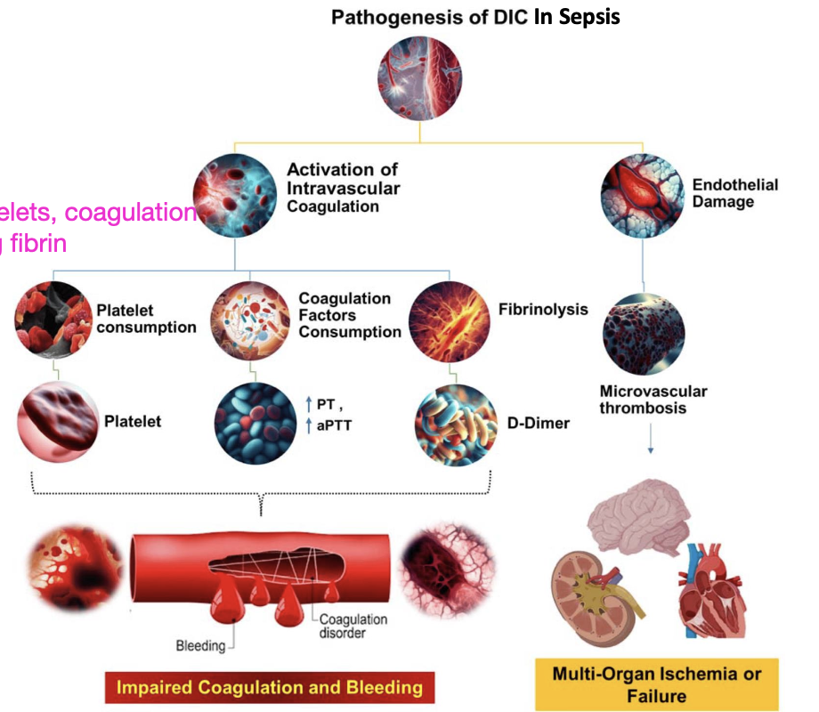 <p>variable</p><p>-generalized thrombosis and/or hemorrhage</p><p>-thrombophlebitis</p><p>-petechiae</p><p>-epistaxis</p><p>-melena</p><p>-multiple organ dysfunction (kidney, liver, GI, laminitis)</p>