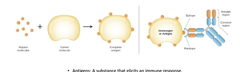 <p>Where are antigens found?</p>