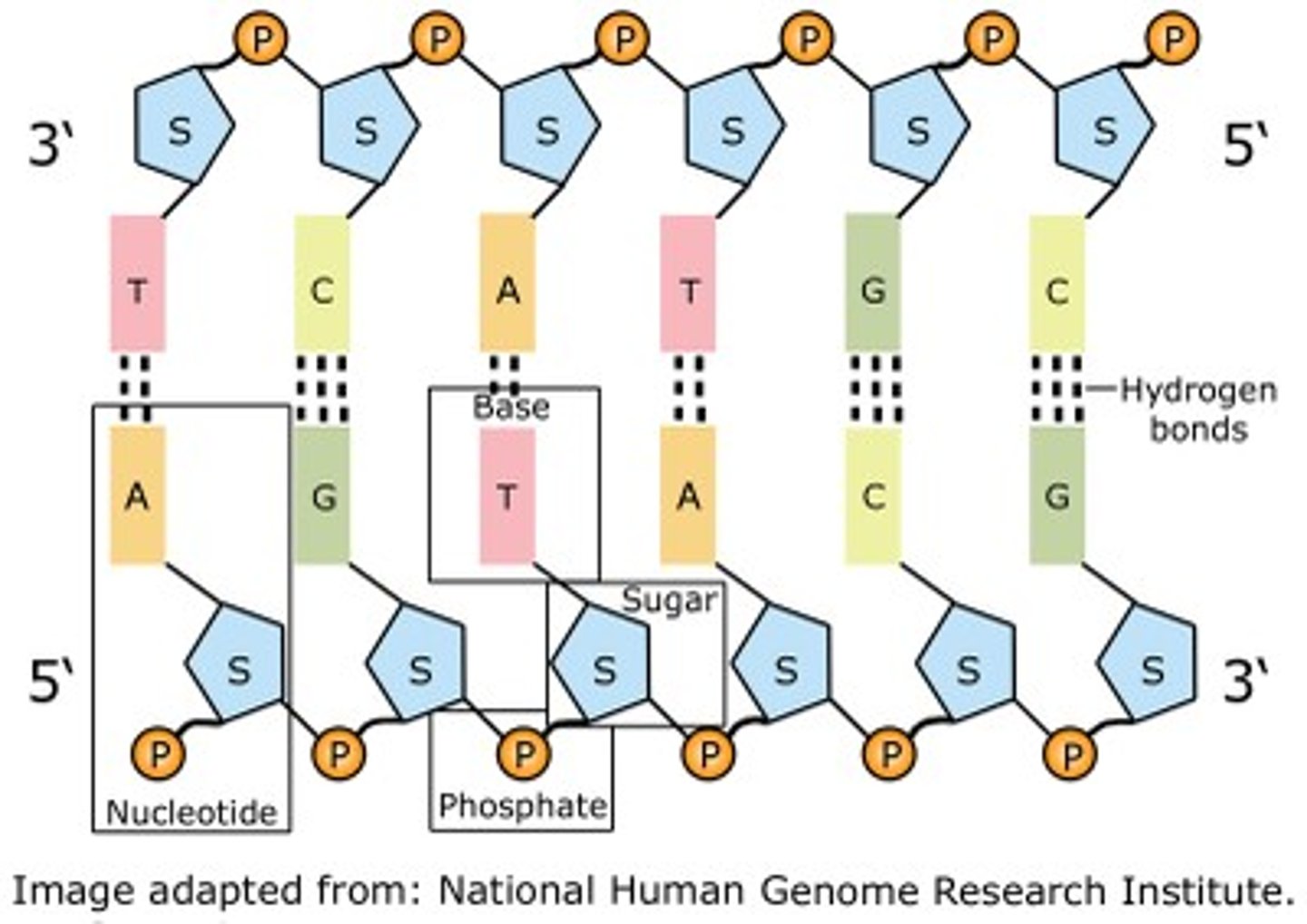<p>DNA is made up of a repeating unit called a nucleotide. These consist of</p><p>1. Sugar</p><p>2. Phosphate</p><p>3. And a Base which can either be A , C , T , G</p>