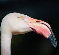 <p>deflected at an angle </p><p>flamingo </p>
