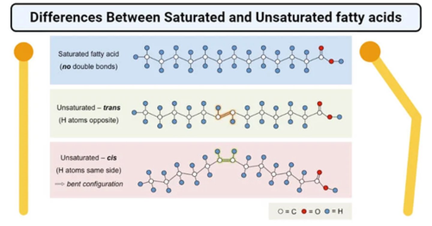 <p>-hydrocarbon chain contains a double bond it is unsaturated</p><p>-Saturated fatty acids are saturated with hydrogen since single bonds increase the number of hydrogens on each carbon</p><p>-saturated with hydrogen atoms</p>