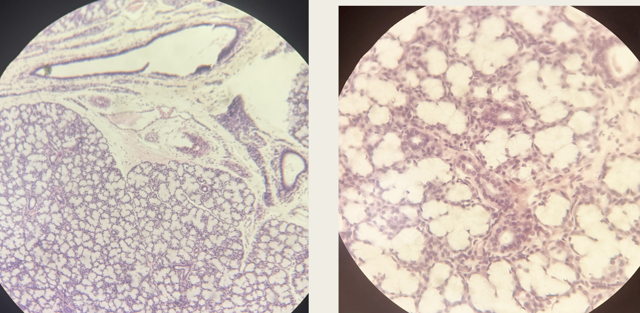 <p>Identify the structure, gland, and secretion</p>