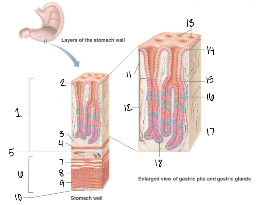 <p>18</p>