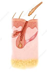 <p>hair root </p>