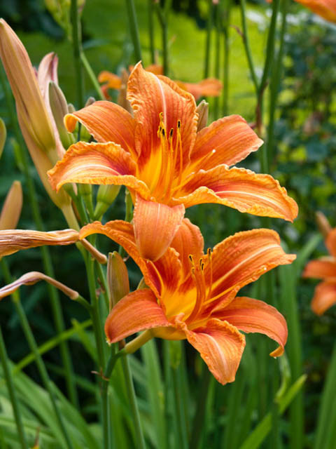 <p>A clumping perennial with arching, grasslike leaves and large, showy trumpet flowers in many colors.</p>