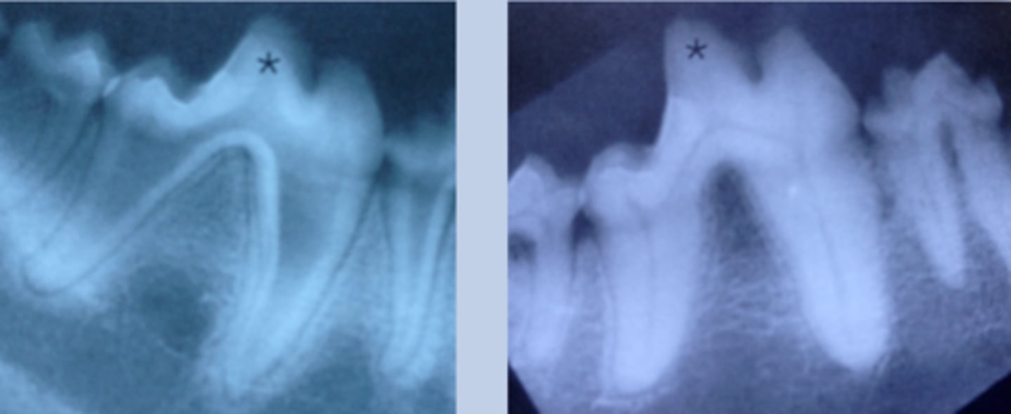 <p>Which image represents the dentition of a young animal? How do you know?</p>