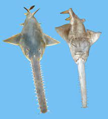 <p>Order of Sawfishes </p><p>7 marine and FW species </p><p>Respiration:</p><p>→ two large spiracles </p><p>→ ventral gills</p><p>Dorsal Fin: 2</p><p>Reproduction: ovoviviparous</p><p>No barbels</p><p>Fused pelvic fin</p>